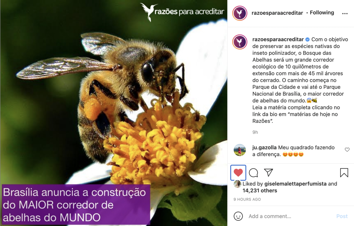 Para preservar espécies nativas, Brasília anuncia a construção do maior corredor de abelhas do mundo